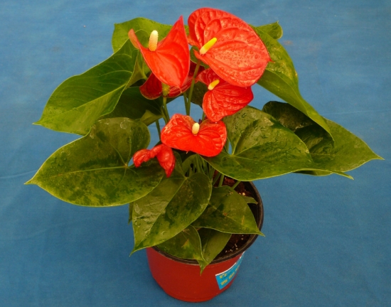 什么花的花期最长：10种超长花期的花卉推荐