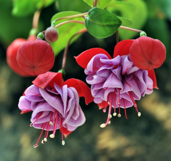 什么花的花期最长：10种超长花期的花卉推荐