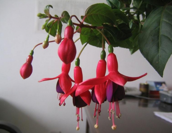 什么花的花期最长：10种超长花期的花卉推荐