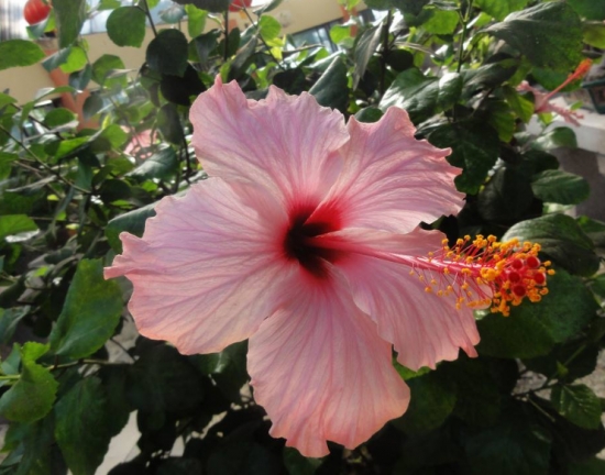 什么花的花期最长：10种超长花期的花卉推荐