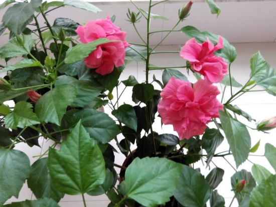 什么花的花期最长：10种超长花期的花卉推荐