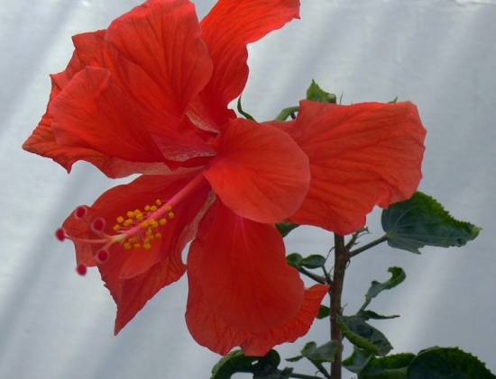 什么花的花期最长：10种超长花期的花卉推荐