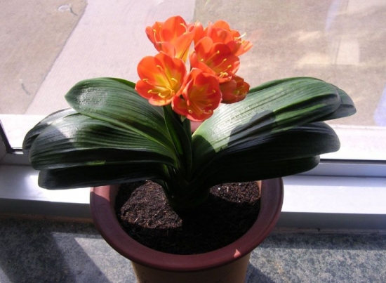 盆栽不开花如何办：不同种类花卉，要满足不同条件才能开花