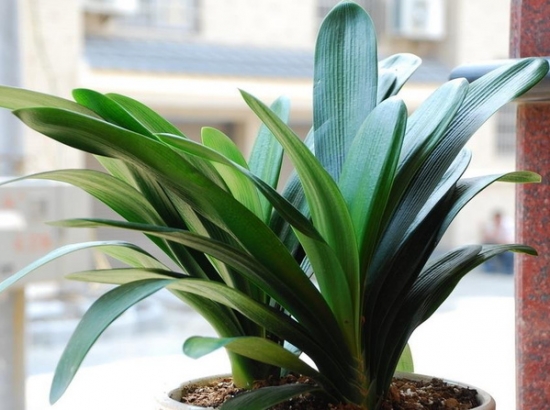 盆栽不开花如何办：不同种类花卉，要满足不同条件才能开花