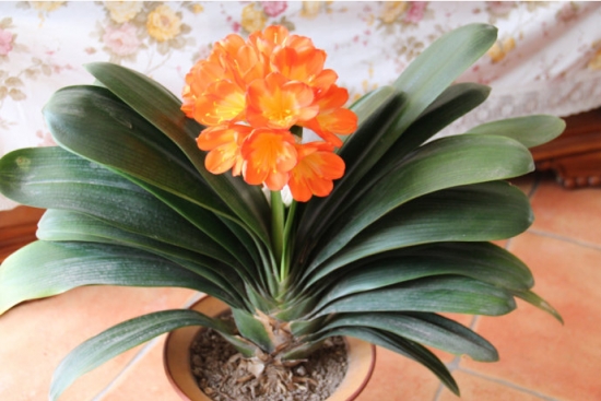 盆栽不开花如何办：不同种类花卉，要满足不同条件才能开花