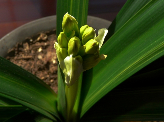 盆栽不开花如何办：不同种类花卉，要满足不同条件才能开花