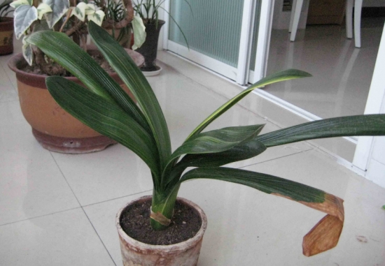 盆栽不开花如何办：不同种类花卉，要满足不同条件才能开花