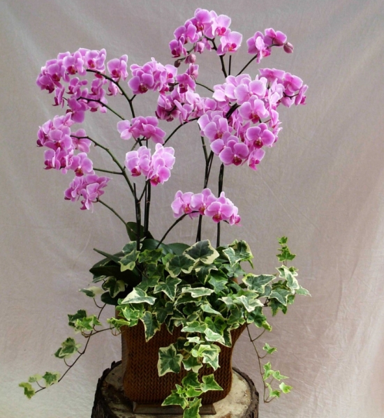 盆栽不开花如何办：不同种类花卉，要满足不同条件才能开花