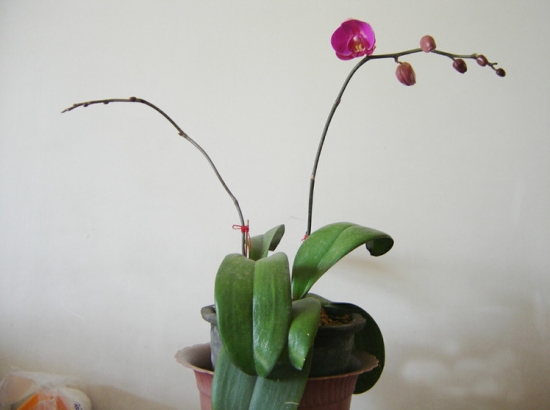 盆栽不开花如何办：不同种类花卉，要满足不同条件才能开花