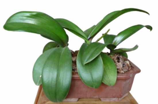 盆栽不开花如何办：不同种类花卉，要满足不同条件才能开花