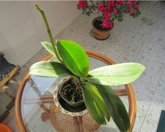 盆栽不开花如何办：不同种类花卉，要满足不同条件才能开花