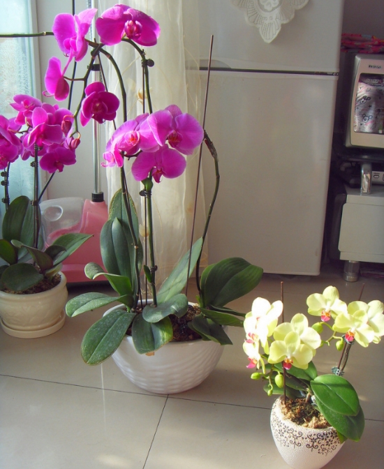 盆栽不开花如何办：不同种类花卉，要满足不同条件才能开花