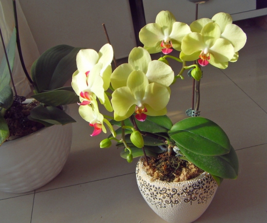 盆栽不开花如何办：不同种类花卉，要满足不同条件才能开花