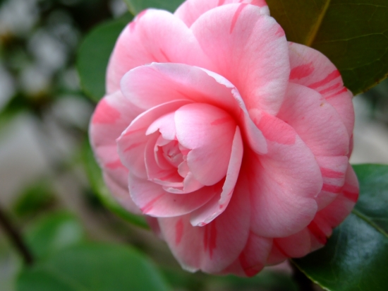 盆栽不开花如何办：不同种类花卉，要满足不同条件才能开花