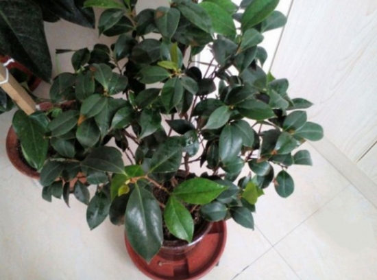 盆栽不开花如何办：不同种类花卉，要满足不同条件才能开花