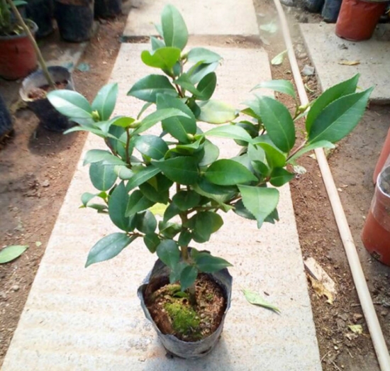 盆栽不开花如何办：不同种类花卉，要满足不同条件才能开花