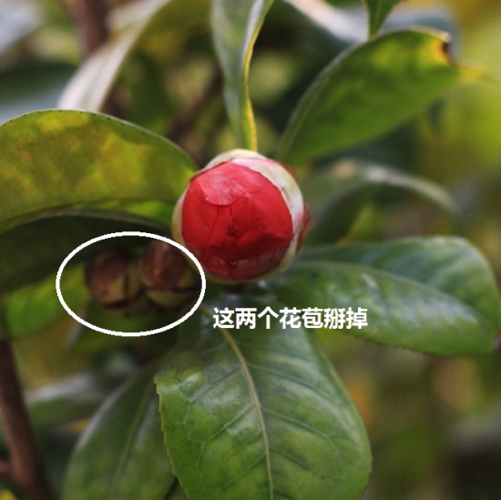 盆栽不开花如何办：不同种类花卉，要满足不同条件才能开花