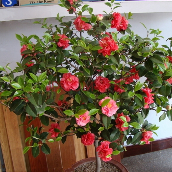 盆栽不开花如何办：不同种类花卉，要满足不同条件才能开花