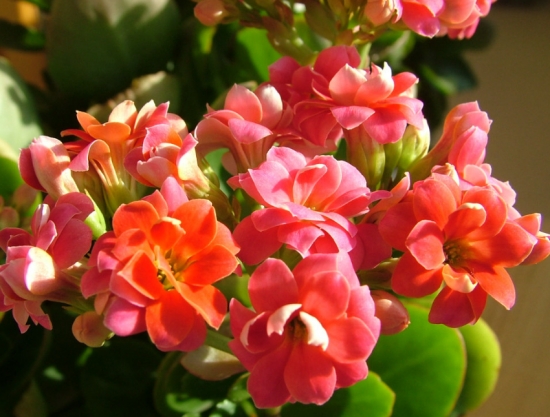 盆栽不开花如何办：不同种类花卉，要满足不同条件才能开花