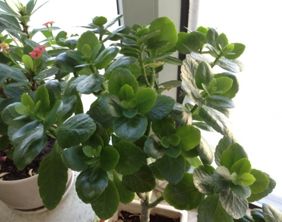 盆栽不开花如何办：不同种类花卉，要满足不同条件才能开花