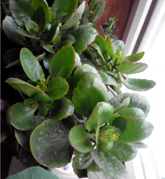 盆栽不开花如何办：不同种类花卉，要满足不同条件才能开花