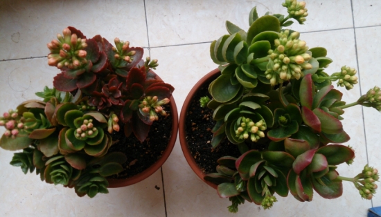 盆栽不开花如何办：不同种类花卉，要满足不同条件才能开花