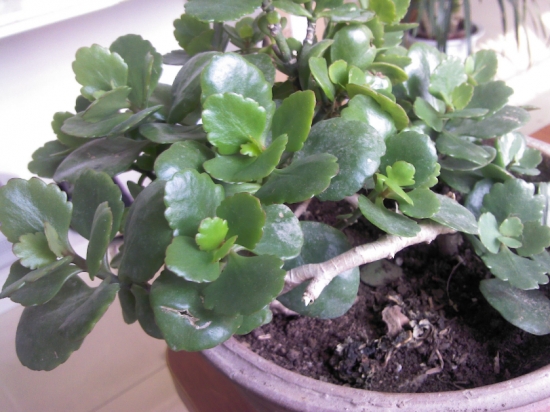 盆栽不开花如何办：不同种类花卉，要满足不同条件才能开花