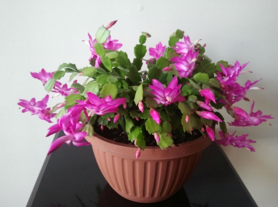 盆栽不开花如何办：不同种类花卉，要满足不同条件才能开花