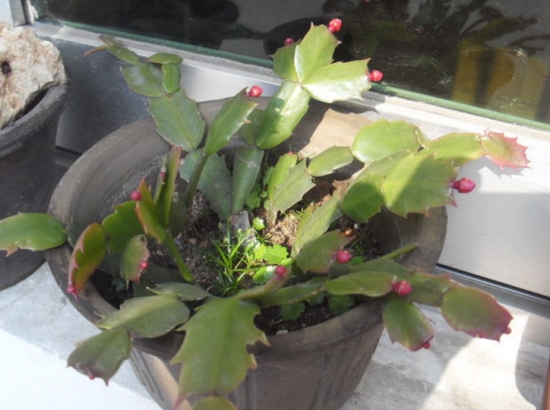 盆栽不开花如何办：不同种类花卉，要满足不同条件才能开花