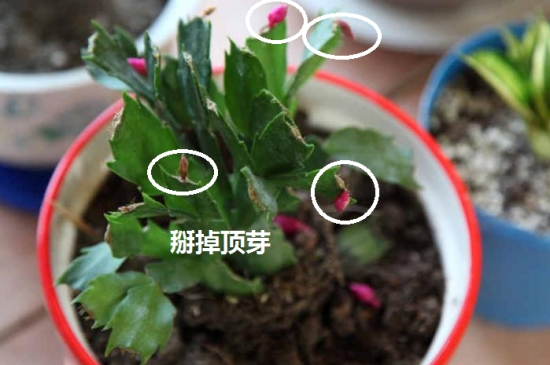 盆栽不开花如何办：不同种类花卉，要满足不同条件才能开花