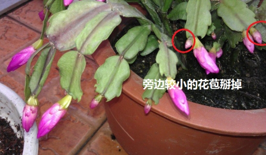 盆栽不开花如何办：不同种类花卉，要满足不同条件才能开花