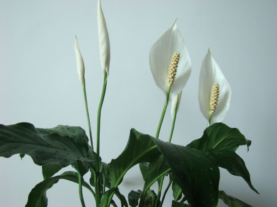 盆栽不开花如何办：不同种类花卉，要满足不同条件才能开花