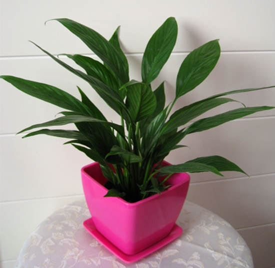 盆栽不开花如何办：不同种类花卉，要满足不同条件才能开花