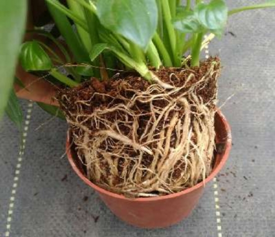 盆栽不开花如何办：不同种类花卉，要满足不同条件才能开花