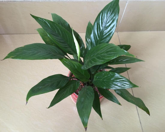 盆栽不开花如何办：不同种类花卉，要满足不同条件才能开花