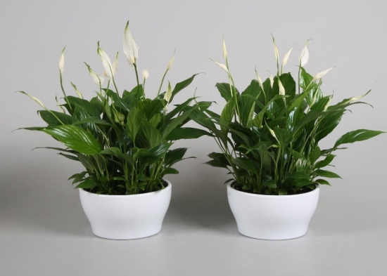 盆栽不开花如何办：不同种类花卉，要满足不同条件才能开花