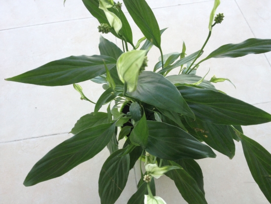 盆栽不开花如何办：不同种类花卉，要满足不同条件才能开花