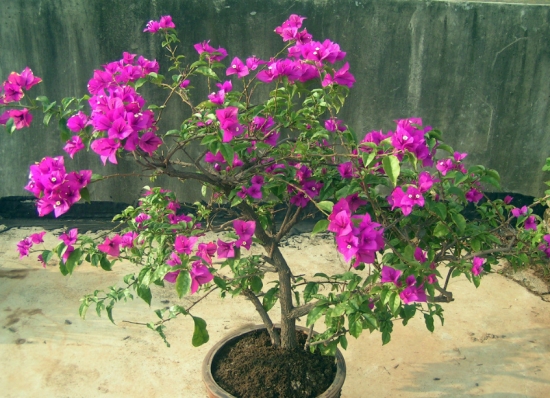 盆栽不开花如何办：不同种类花卉，要满足不同条件才能开花