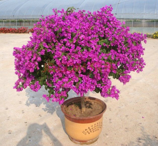 盆栽不开花如何办：不同种类花卉，要满足不同条件才能开花