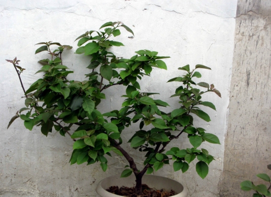 盆栽不开花如何办：不同种类花卉，要满足不同条件才能开花