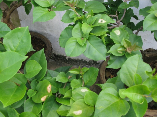 盆栽不开花如何办：不同种类花卉，要满足不同条件才能开花