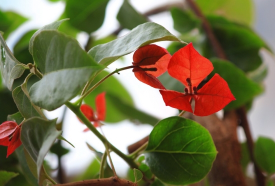盆栽不开花如何办：不同种类花卉，要满足不同条件才能开花