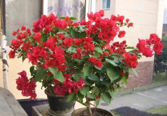 盆栽不开花如何办：不同种类花卉，要满足不同条件才能开花