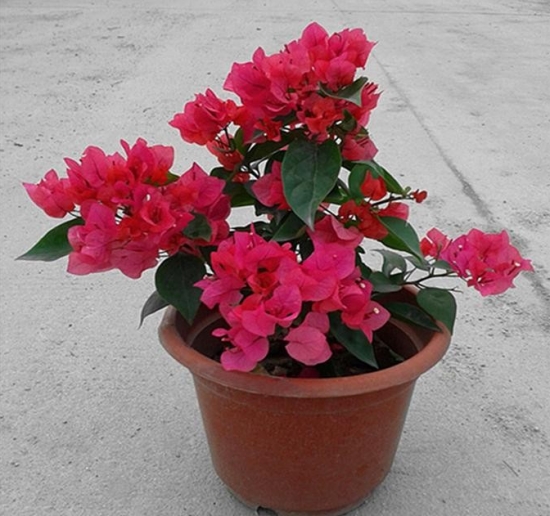 盆栽不开花如何办：不同种类花卉，要满足不同条件才能开花