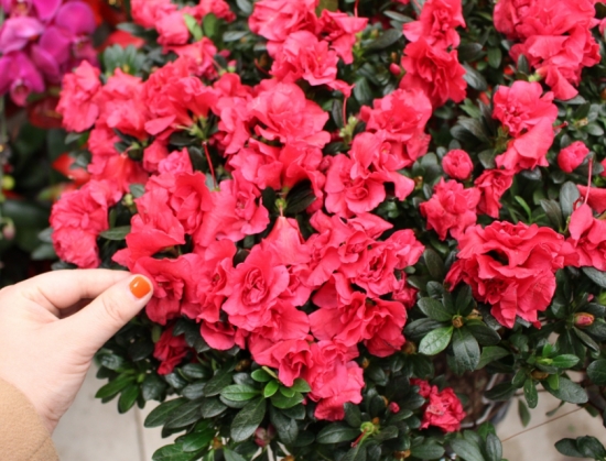 盆栽不开花如何办：不同种类花卉，要满足不同条件才能开花