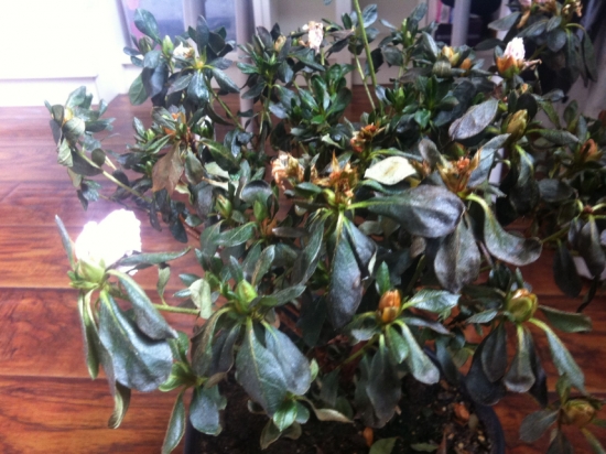 盆栽不开花如何办：不同种类花卉，要满足不同条件才能开花