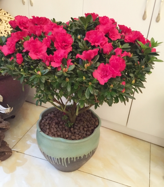 盆栽不开花如何办：不同种类花卉，要满足不同条件才能开花