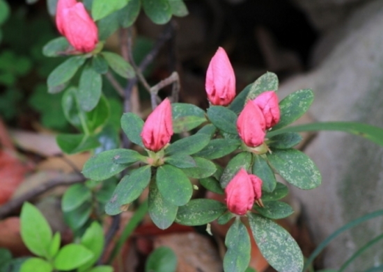 盆栽不开花如何办：不同种类花卉，要满足不同条件才能开花