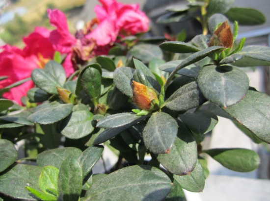 盆栽不开花如何办：不同种类花卉，要满足不同条件才能开花