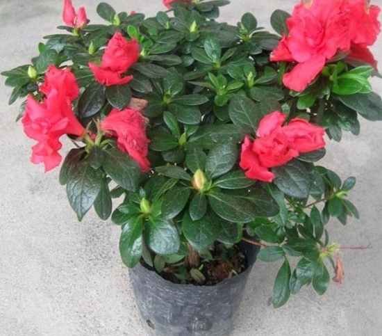 盆栽不开花如何办：不同种类花卉，要满足不同条件才能开花